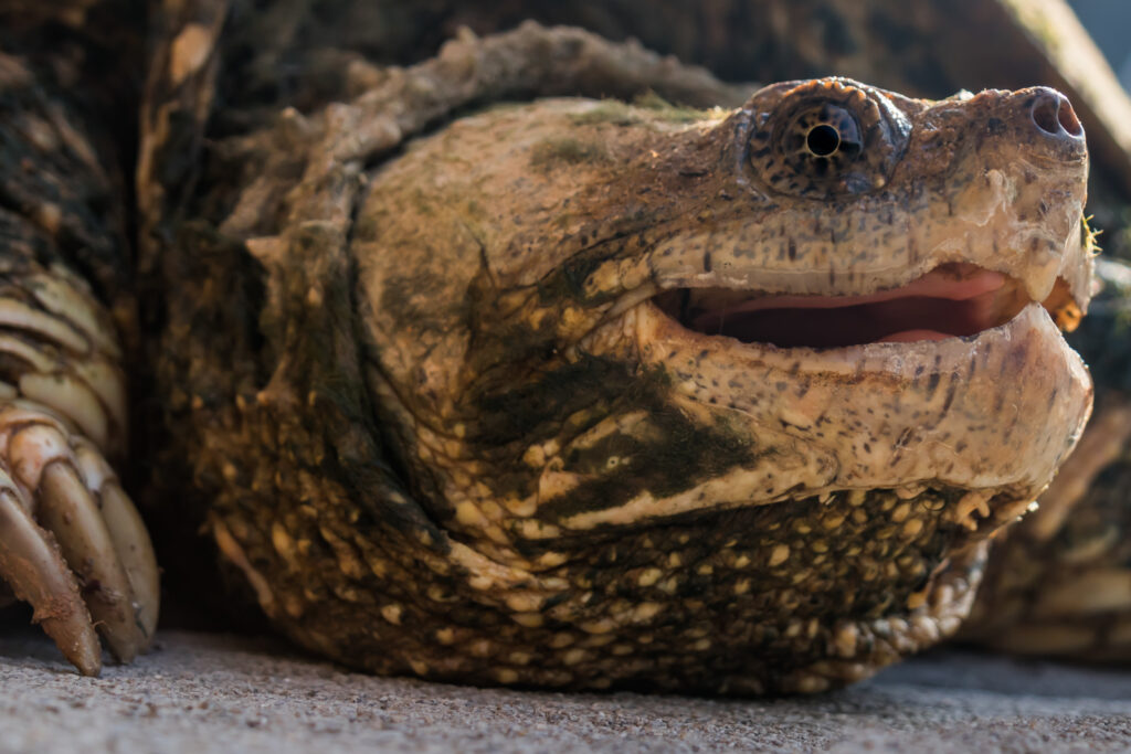 snapping turtle face