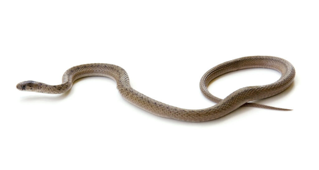 Ontario's smallest snakes