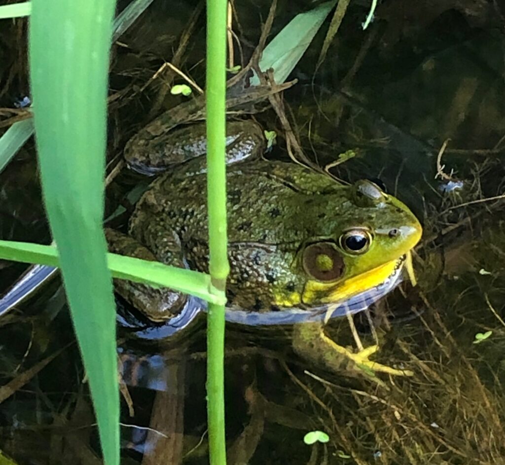 Green Frog